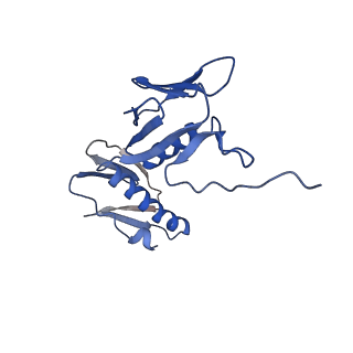 26635_7unw_G_v1-1
Pseudomonas aeruginosa 70S ribosome initiation complex bound to IF2-GDPCP (structure II-B)