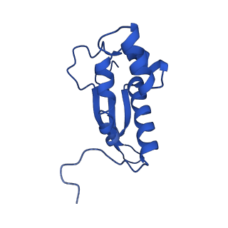 26635_7unw_P_v1-0
Pseudomonas aeruginosa 70S ribosome initiation complex bound to IF2-GDPCP (structure II-B)