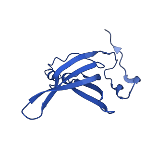 26635_7unw_R_v1-0
Pseudomonas aeruginosa 70S ribosome initiation complex bound to IF2-GDPCP (structure II-B)