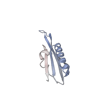 26635_7unw_j_v1-1
Pseudomonas aeruginosa 70S ribosome initiation complex bound to IF2-GDPCP (structure II-B)