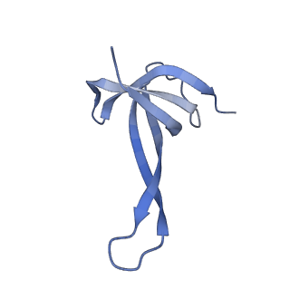 26635_7unw_q_v1-1
Pseudomonas aeruginosa 70S ribosome initiation complex bound to IF2-GDPCP (structure II-B)