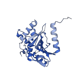 26650_7uom_1h_v1-0
Endogenous dihydrolipoamide acetyltransferase (E2) core of pyruvate dehydrogenase complex from bovine kidney