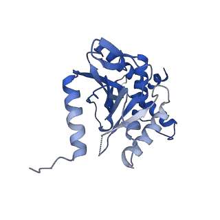 26650_7uom_1k_v1-0
Endogenous dihydrolipoamide acetyltransferase (E2) core of pyruvate dehydrogenase complex from bovine kidney