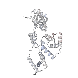 42439_8uox_BU_v1-0
Cryo-EM structure of a Counterclockwise locked form of the Salmonella enterica Typhimurium flagellar C-ring, with C34 symmetry applied