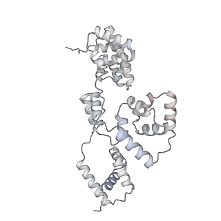 42439_8uox_BU_v1-1
Cryo-EM structure of a Counterclockwise locked form of the Salmonella enterica Typhimurium flagellar C-ring, with C34 symmetry applied