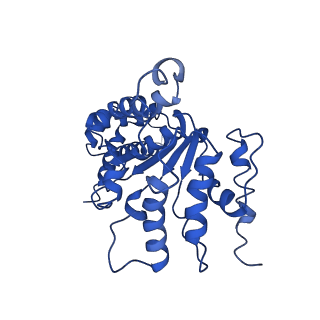 26674_7upr_D_v1-0
Human mitochondrial AAA protein ATAD1 (with a catalytic dead mutation) in complex with a peptide substrate (closed conformation)