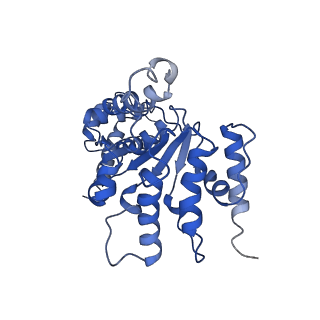 26675_7upt_B_v1-1
Human mitochondrial AAA protein ATAD1 (with a catalytic dead mutation) in complex with a peptide substrate (open conformation)