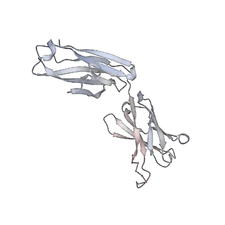 26678_7upy_F_v1-2
An antibody from single human VH-rearranging mouse neutralizes all SARS-CoV-2 variants through BA.5 by inhibiting membrane fusion