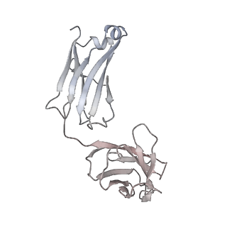 26678_7upy_G_v1-2
An antibody from single human VH-rearranging mouse neutralizes all SARS-CoV-2 variants through BA.5 by inhibiting membrane fusion