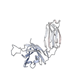 26678_7upy_H_v1-2
An antibody from single human VH-rearranging mouse neutralizes all SARS-CoV-2 variants through BA.5 by inhibiting membrane fusion