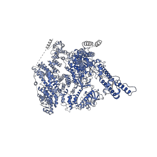 20849_6uqk_B_v1-2
Cryo-EM structure of type 3 IP3 receptor revealing presence of a self-binding peptide