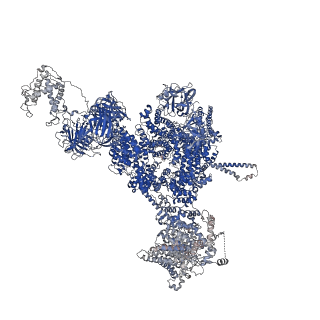 42458_8uq2_A_v1-0
Structure of human RyR2-S2808D in the subprimed state