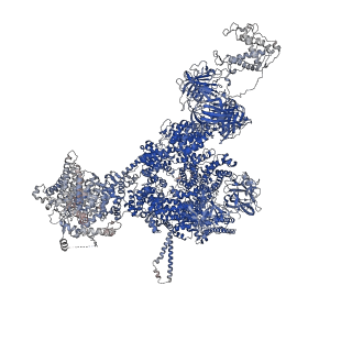 42458_8uq2_D_v1-0
Structure of human RyR2-S2808D in the subprimed state