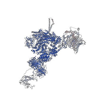 42461_8uq5_B_v1-0
Structure of human RyR2-S2808D in the primed state in the presence of Rapamycin