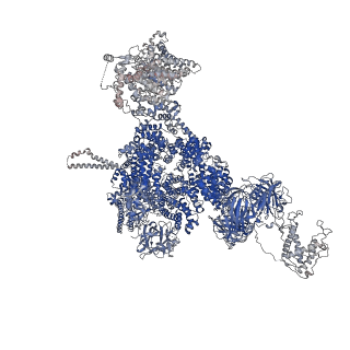 42461_8uq5_C_v1-0
Structure of human RyR2-S2808D in the primed state in the presence of Rapamycin