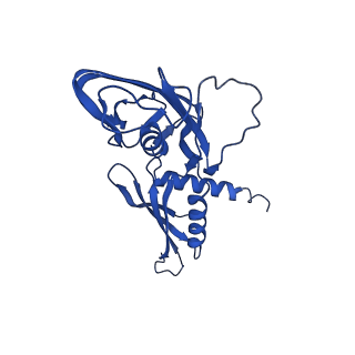 42502_8urw_A_v1-1
Cyanobacterial RNA polymerase elongation complex with NusG and CTP