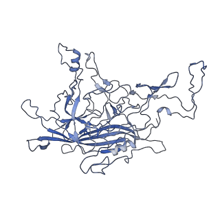8598_5urf_B_v1-2
The structure of human bocavirus 1