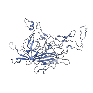 8598_5urf_B_v1-3
The structure of human bocavirus 1