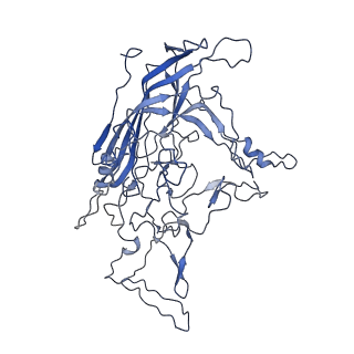 8598_5urf_H_v1-3
The structure of human bocavirus 1