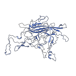8598_5urf_I_v1-2
The structure of human bocavirus 1