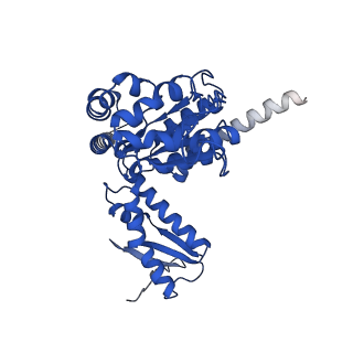 26722_7us2_B_v1-1
PARL-cleaved Skd3 (human ClpB) E455Q Nucleotide Binding Domain hexamer bound to ATPgammaS, open conformation