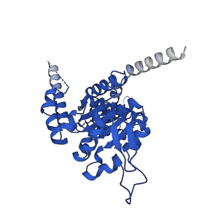 26722_7us2_C_v1-1
PARL-cleaved Skd3 (human ClpB) E455Q Nucleotide Binding Domain hexamer bound to ATPgammaS, open conformation