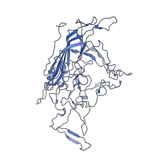 8605_5us9_H_v1-3
Human bocavirus 4