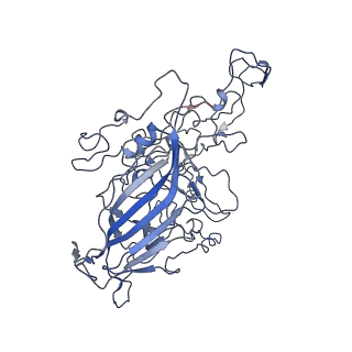 8605_5us9_r_v1-3
Human bocavirus 4