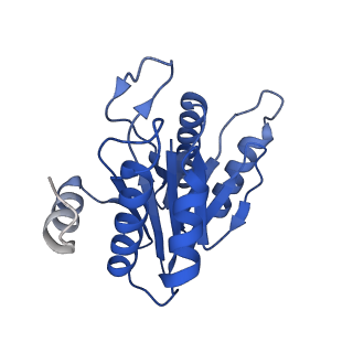 20878_6utg_N_v1-2
Allosteric coupling between alpha-rings of the 20S proteasome, 20S singly capped with a PA26/V230F