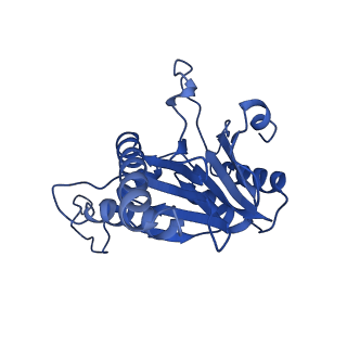 20879_6uth_R_v1-1
Allosteric coupling between alpha-rings of 20S proteasome, 20S proteasome singly capped with a PA26/E102A_PANc, together with LFP incubation
