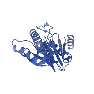 20879_6uth_V_v1-1
Allosteric coupling between alpha-rings of 20S proteasome, 20S proteasome singly capped with a PA26/E102A_PANc, together with LFP incubation