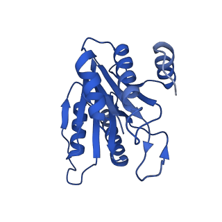 20880_6uti_M_v1-1
Allosteric coupling between alpha-rings of 20S proteasome, 20S proteasome with singly capped PAN complex