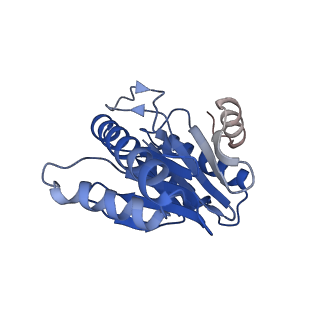 20881_6utj_2_v1-2
Allosteric couple between alpha rings of the 20S proteasome. 20S proteasome singly capped by PA26/E102A, C-terminus replaced by PAN C-terminus