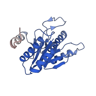 20881_6utj_H_v1-2
Allosteric couple between alpha rings of the 20S proteasome. 20S proteasome singly capped by PA26/E102A, C-terminus replaced by PAN C-terminus