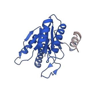 20881_6utj_K_v1-1
Allosteric couple between alpha rings of the 20S proteasome. 20S proteasome singly capped by PA26/E102A, C-terminus replaced by PAN C-terminus