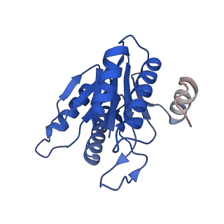 20881_6utj_K_v1-2
Allosteric couple between alpha rings of the 20S proteasome. 20S proteasome singly capped by PA26/E102A, C-terminus replaced by PAN C-terminus