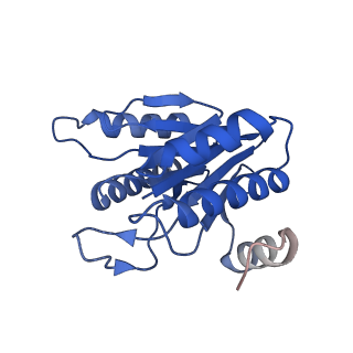 20881_6utj_L_v1-1
Allosteric couple between alpha rings of the 20S proteasome. 20S proteasome singly capped by PA26/E102A, C-terminus replaced by PAN C-terminus