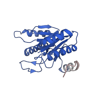 20881_6utj_L_v1-2
Allosteric couple between alpha rings of the 20S proteasome. 20S proteasome singly capped by PA26/E102A, C-terminus replaced by PAN C-terminus