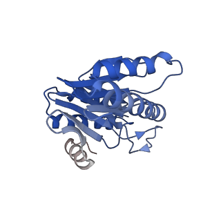 20881_6utj_Y_v1-1
Allosteric couple between alpha rings of the 20S proteasome. 20S proteasome singly capped by PA26/E102A, C-terminus replaced by PAN C-terminus