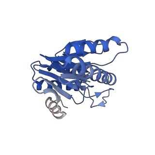 20881_6utj_Y_v1-2
Allosteric couple between alpha rings of the 20S proteasome. 20S proteasome singly capped by PA26/E102A, C-terminus replaced by PAN C-terminus