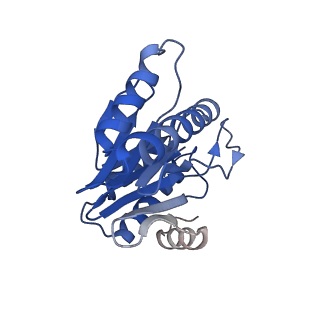 20881_6utj_Z_v1-1
Allosteric couple between alpha rings of the 20S proteasome. 20S proteasome singly capped by PA26/E102A, C-terminus replaced by PAN C-terminus