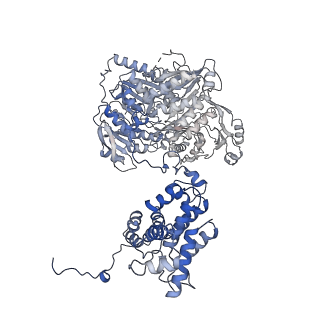 20903_6uuz_D_v1-2
Structure of ACLY in the presence of citrate and CoA