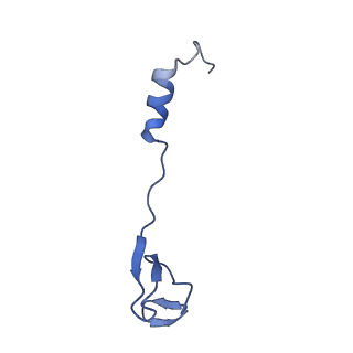 42554_8uu4_4_v1-1
Cryo-EM structure of the Listeria innocua 70S ribosome in complex with HPF (structure I-A)