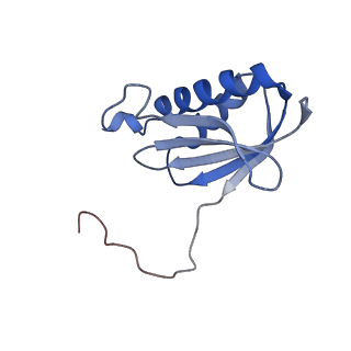 42554_8uu4_k_v1-1
Cryo-EM structure of the Listeria innocua 70S ribosome in complex with HPF (structure I-A)