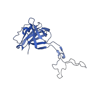 42557_8uu5_D_v1-1
Cryo-EM structure of the Listeria innocua 70S ribosome (head-swiveled) in complex with pe/E-tRNA (structure I-B)