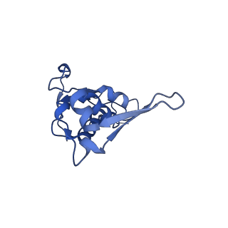 42557_8uu5_L_v1-1
Cryo-EM structure of the Listeria innocua 70S ribosome (head-swiveled) in complex with pe/E-tRNA (structure I-B)