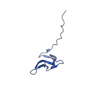 42557_8uu5_Y_v1-1
Cryo-EM structure of the Listeria innocua 70S ribosome (head-swiveled) in complex with pe/E-tRNA (structure I-B)