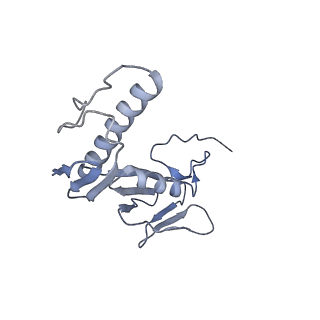 42561_8uu6_G_v1-1
Cryo-EM structure of the ratcheted Listeria innocua 70S ribosome in complex with p/E-tRNA (structure II-A)