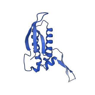 42561_8uu6_P_v1-1
Cryo-EM structure of the ratcheted Listeria innocua 70S ribosome in complex with p/E-tRNA (structure II-A)