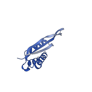 42561_8uu6_U_v1-1
Cryo-EM structure of the ratcheted Listeria innocua 70S ribosome in complex with p/E-tRNA (structure II-A)